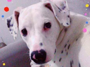 Cachorro raça Dálmatas idade 2 anos nome Floquinho