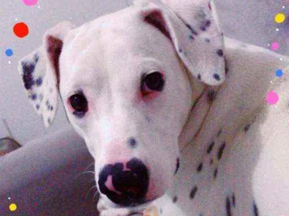 Cachorro ra a Dálmatas idade 2 anos nome Floquinho