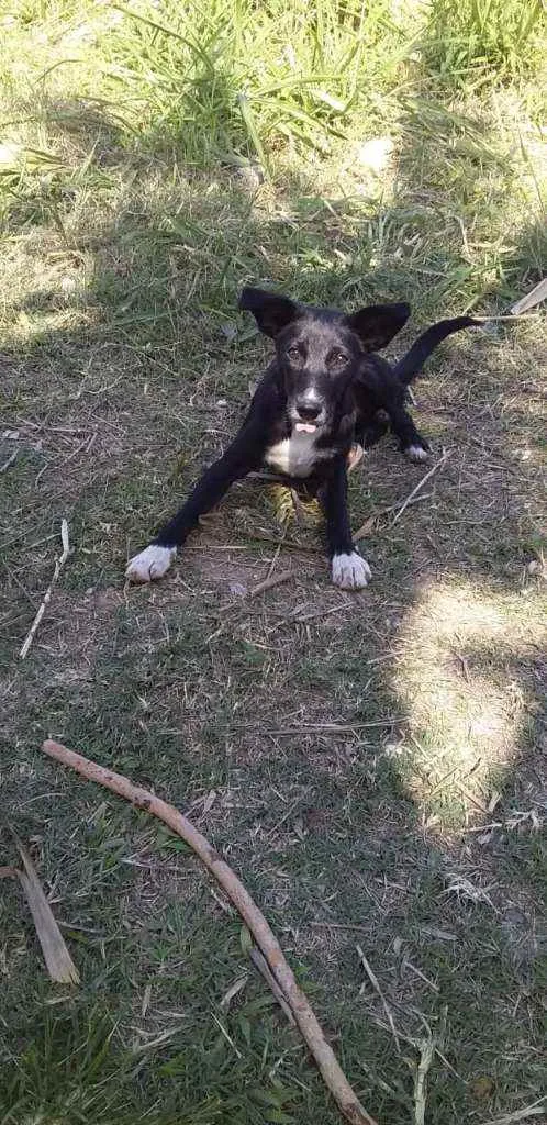 Cachorro ra a SRD idade 7 a 11 meses nome Pretinho