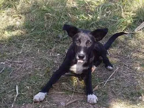 Cachorro ra a SRD idade 7 a 11 meses nome Pretinho