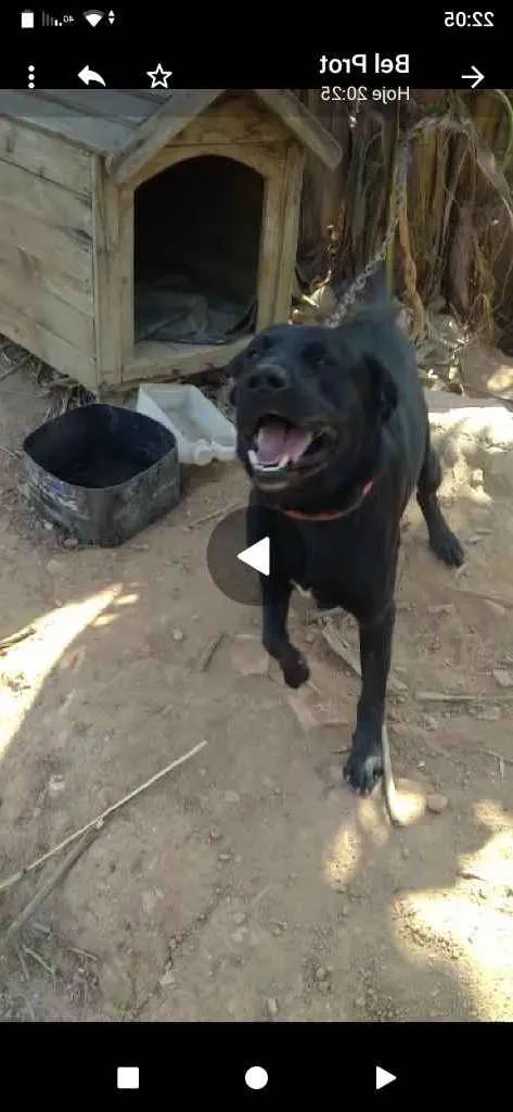 Cachorro ra a Mestiço de labrador idade 2 anos nome Bolt