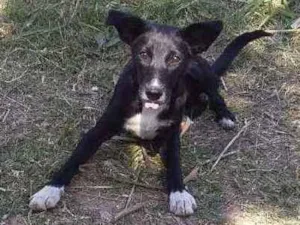 Cachorro raça SRD idade 7 a 11 meses nome Pretinho