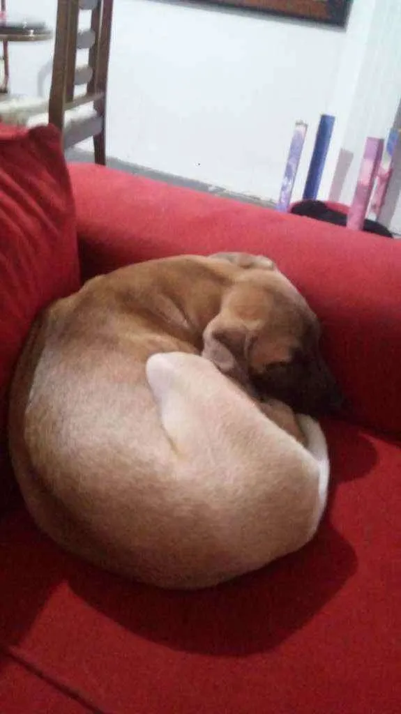 Cachorro ra a Mestiça idade 2 a 6 meses nome Laila