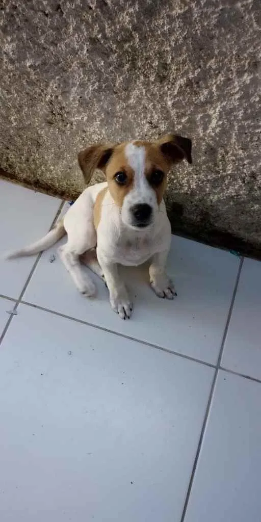 Cachorro raça Vira lata idade 2 a 6 meses nome Bohemian