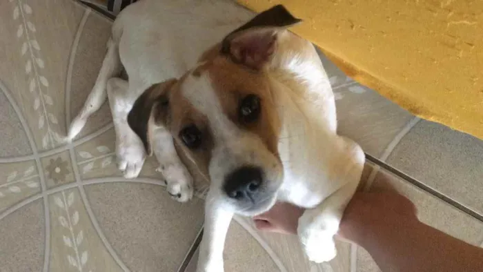 Cachorro raça Vira lata idade 2 a 6 meses nome Bohemian