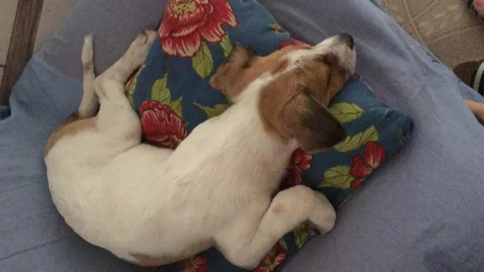 Cachorro raça Vira lata idade 2 a 6 meses nome Bohemian