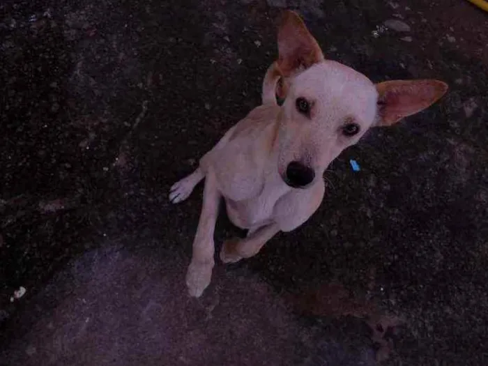 Cachorro ra a Tambem nao sei idade 2 a 6 meses nome Nao sei