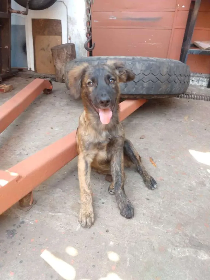 Cachorro ra a SRD idade 2 a 6 meses nome Sem nome ainda