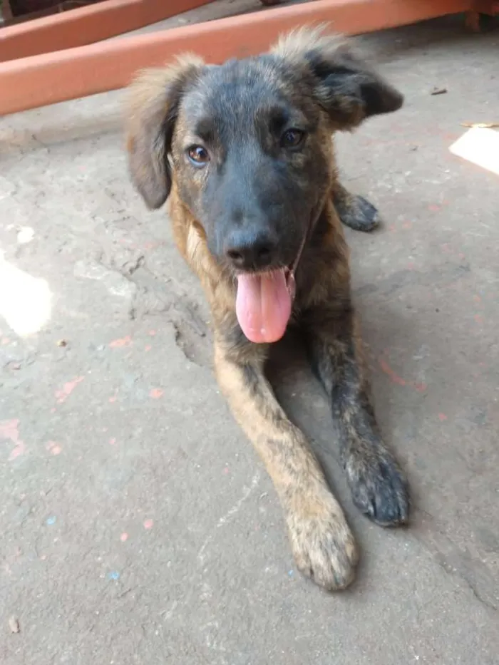 Cachorro ra a SRD idade 2 a 6 meses nome Sem nome ainda