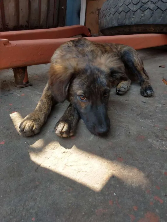 Cachorro ra a SRD idade 2 a 6 meses nome Sem nome ainda