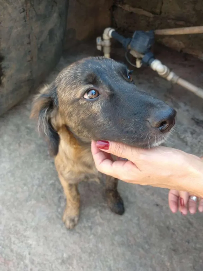 Cachorro ra a SRD idade 2 a 6 meses nome Sem nome ainda