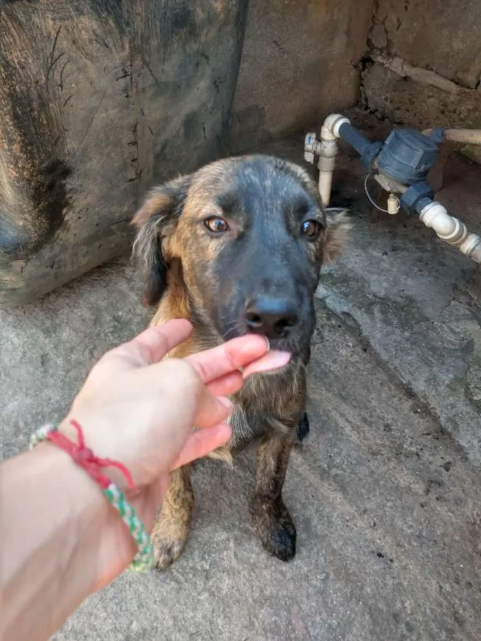 Cachorro ra a SRD idade 2 a 6 meses nome Sem nome ainda