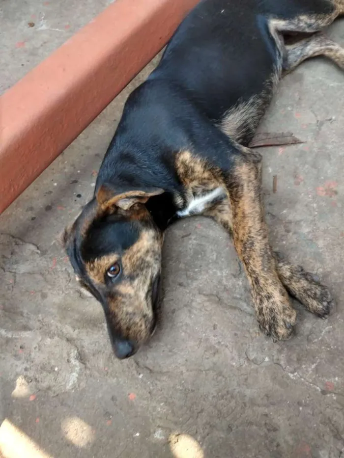 Cachorro ra a SRD idade 2 a 6 meses nome Sem nome ainda
