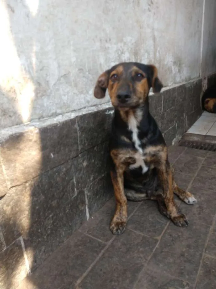 Cachorro ra a SRD idade 2 a 6 meses nome Sem nome ainda