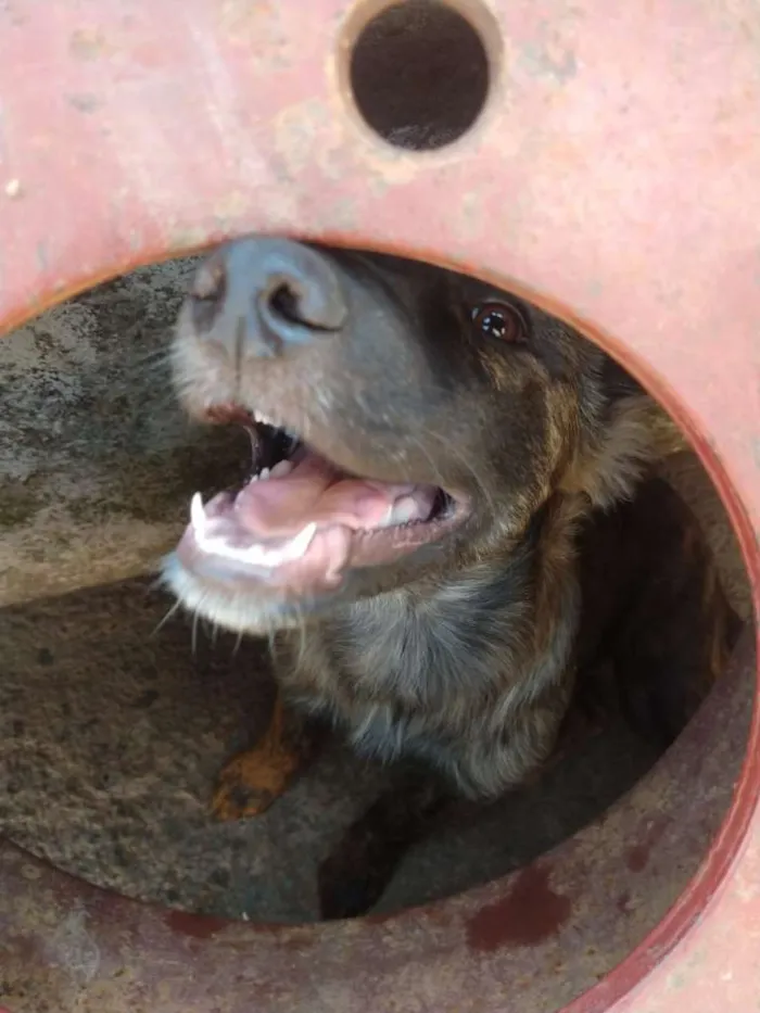Cachorro ra a SRD idade 2 a 6 meses nome Sem nome ainda