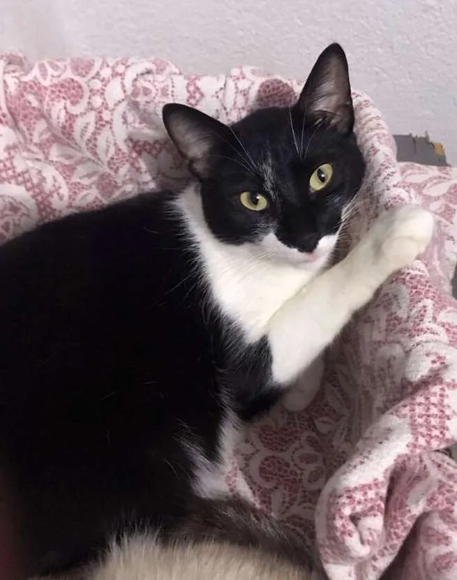 Gato ra a srd idade 2 anos nome Leo
