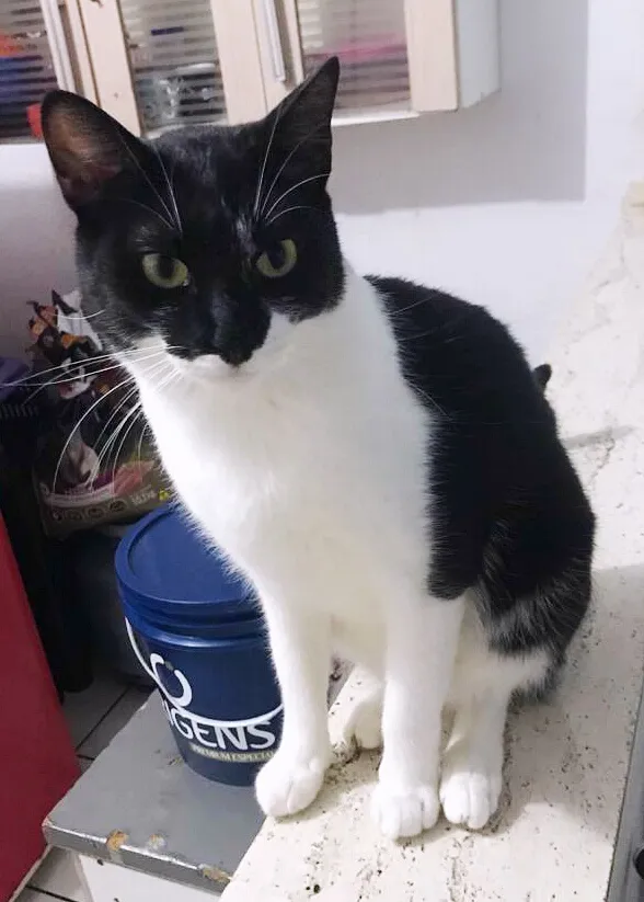 Gato ra a srd idade 2 anos nome Leo