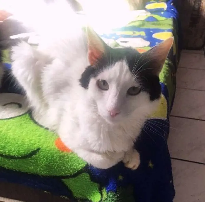 Gato ra a srd idade 2 anos nome Chorao
