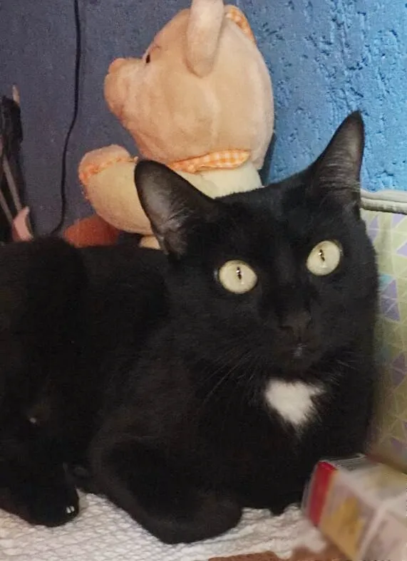 Gato ra a srd idade 2 anos nome Preta
