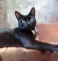 Preta