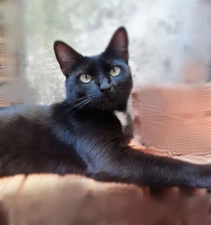 Gato ra a srd idade 2 anos nome Preta