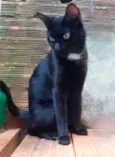 Preta