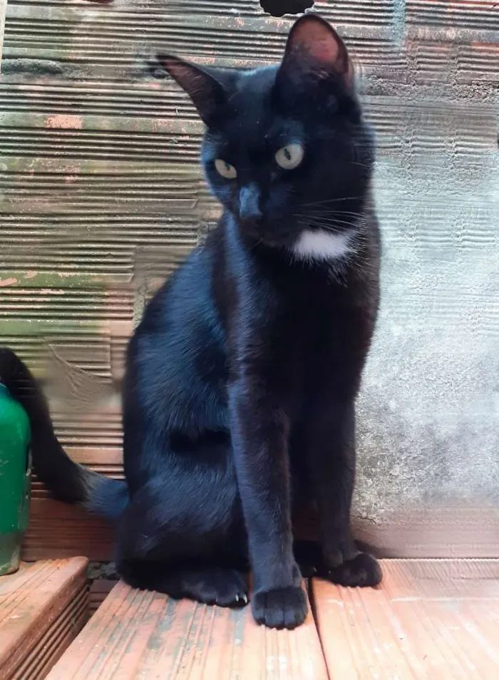Gato ra a srd idade 2 anos nome Preta