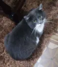 Teozinho