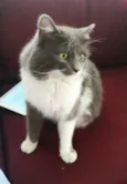 Teozinho
