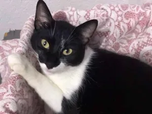 Gato raça srd idade 2 anos nome Leo