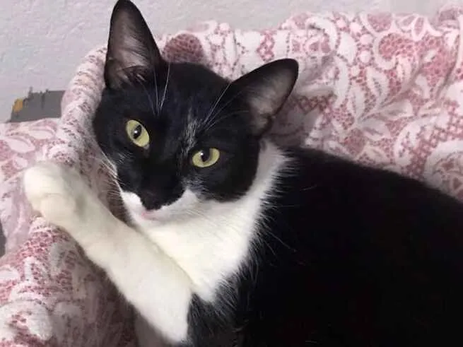 Gato ra a srd idade 2 anos nome Leo