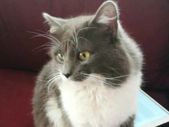 Gato ra a srd idade 1 ano nome Teozinho