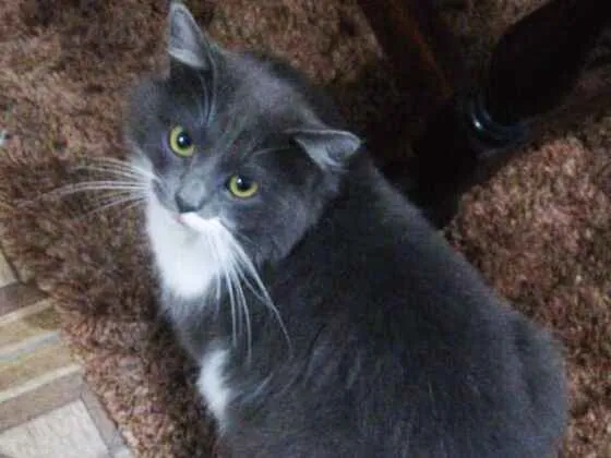 Gato ra a srd idade 1 ano nome Teozinho
