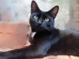Gato raça srd idade 2 anos nome Preta