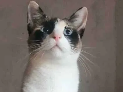 Gato ra a srd idade 2 anos nome Ruth