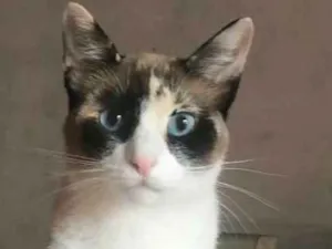 Gato raça srd idade 2 anos nome Ruth