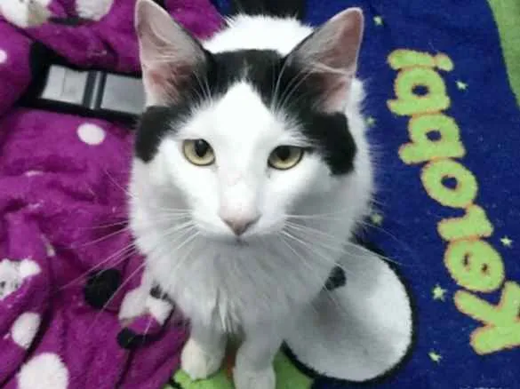 Gato ra a srd idade 2 anos nome Chorao