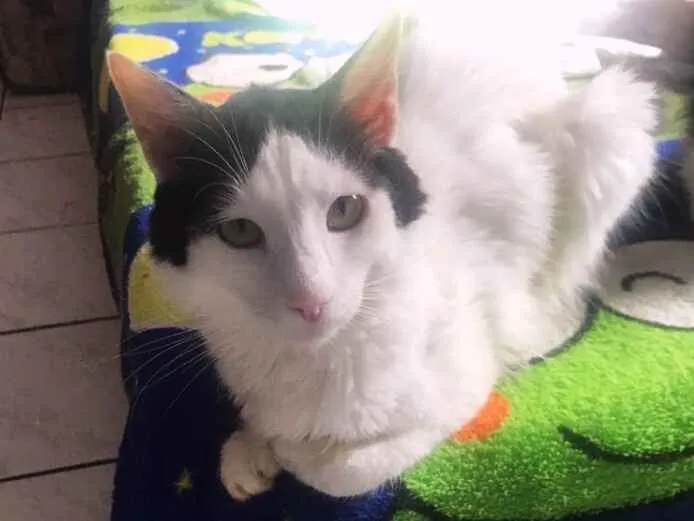 Gato ra a srd idade 2 anos nome Chorao