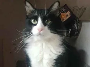 Gato raça srd idade 2 anos nome Vitor