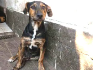 Cachorro raça SRD idade 2 a 6 meses nome Sem nome ainda
