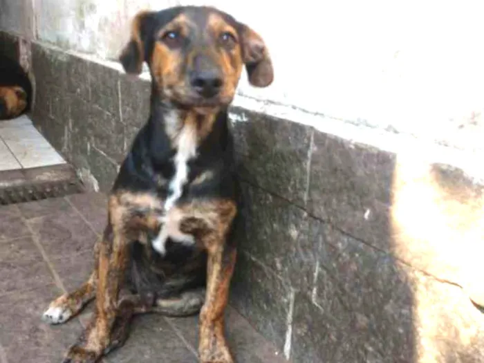 Cachorro ra a SRD idade 2 a 6 meses nome Sem nome ainda