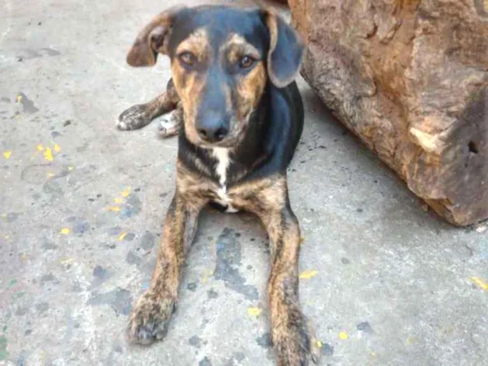 Cachorro ra a SRD idade 2 a 6 meses nome Sem nome ainda