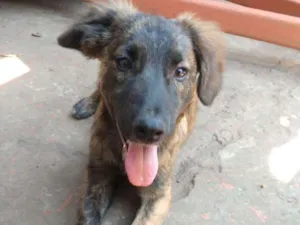 Cachorro raça SRD idade 2 a 6 meses nome Sem nome ainda