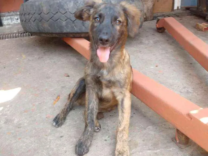 Cachorro ra a SRD idade 2 a 6 meses nome Sem nome ainda