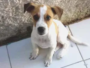 Cachorro raça Vira lata idade 2 a 6 meses nome Bohemian
