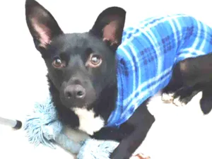 Cachorro raça SRD idade 1 ano nome Black