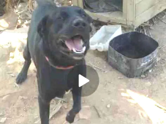 Cachorro ra a Mestiço de labrador idade 2 anos nome Bolt