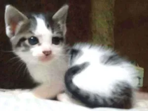 Gato raça Srd idade Abaixo de 2 meses nome Madona