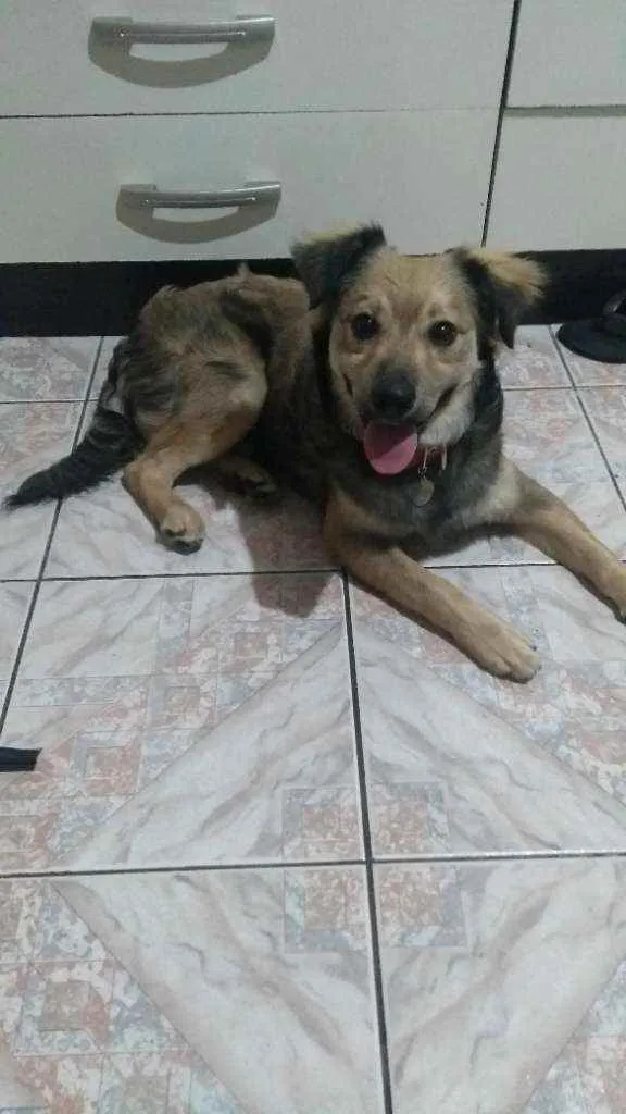 Cachorro ra a Sem raça deginida idade 1 ano nome Puppy