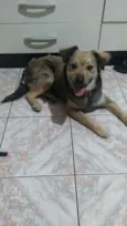 Puppy